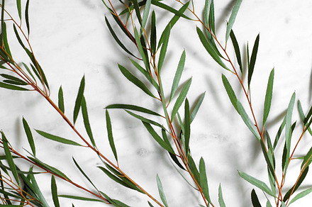 Green leaves stock photo containing green and leaves