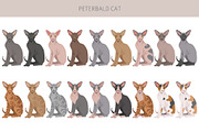 Peterbald cat, an Animal Illustration by pet design shop (Thumbnail 3 of 6)