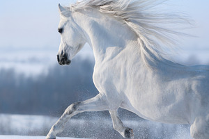 Beautiful white horse with long mane