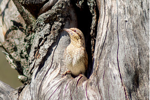 Eurasian Wryneck Jynx torquilla, an Animal Photo by Pakosta