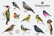 Forest Birds Watercolor Set, an Animal Illustration by AnitaPol (Thumbnail 4 of 26)