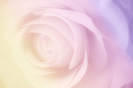 Sweet rose stock photo containing abstract and aroma