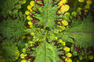 Coleus Plant Flowers, a Nature Photo by Rob D Animal Photography
