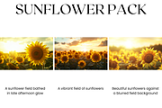 Sunflower Stock Image, Season, Field, a Nature Photo by BrushstrokeArtGB (Thumbnail 4 of 5)