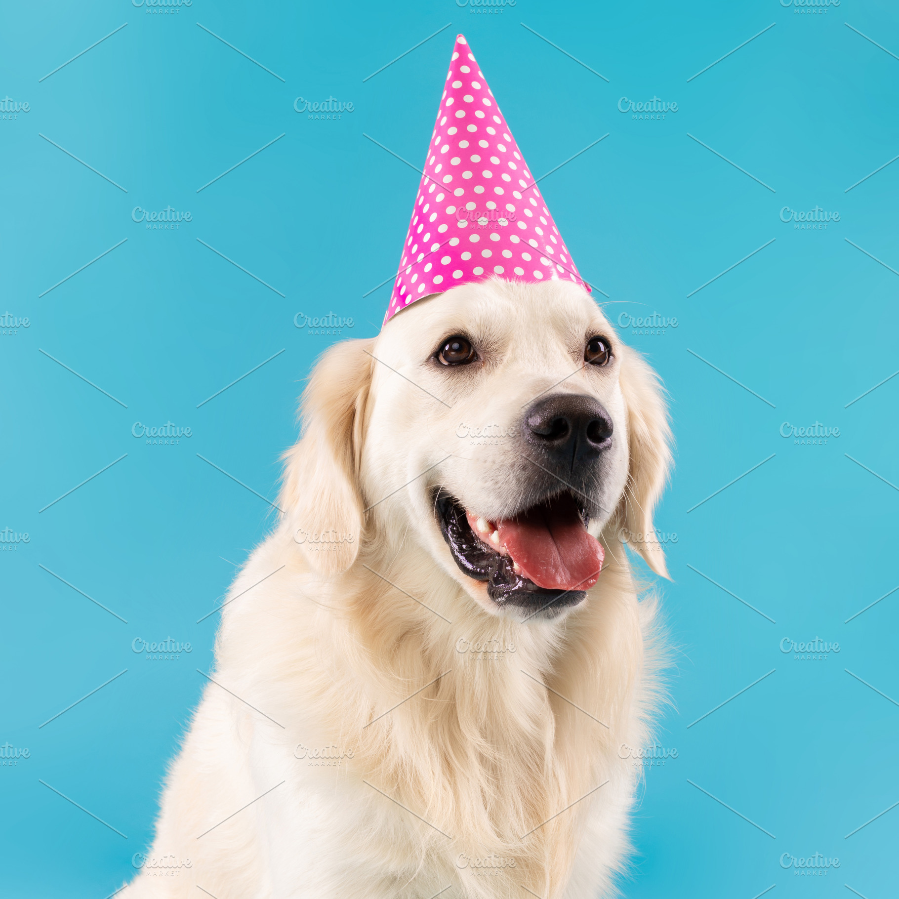Portrait of cute healthy dog posing in party hat, a Photo by Prostock-Studio