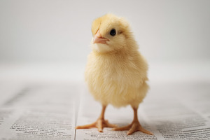 Chick Standing on White Backgroundv, an Animal Photo by Virgo Studio