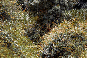 Telephoto bush by forest stream, a Nature Photo by SkyNext