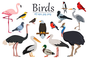 Bird collection