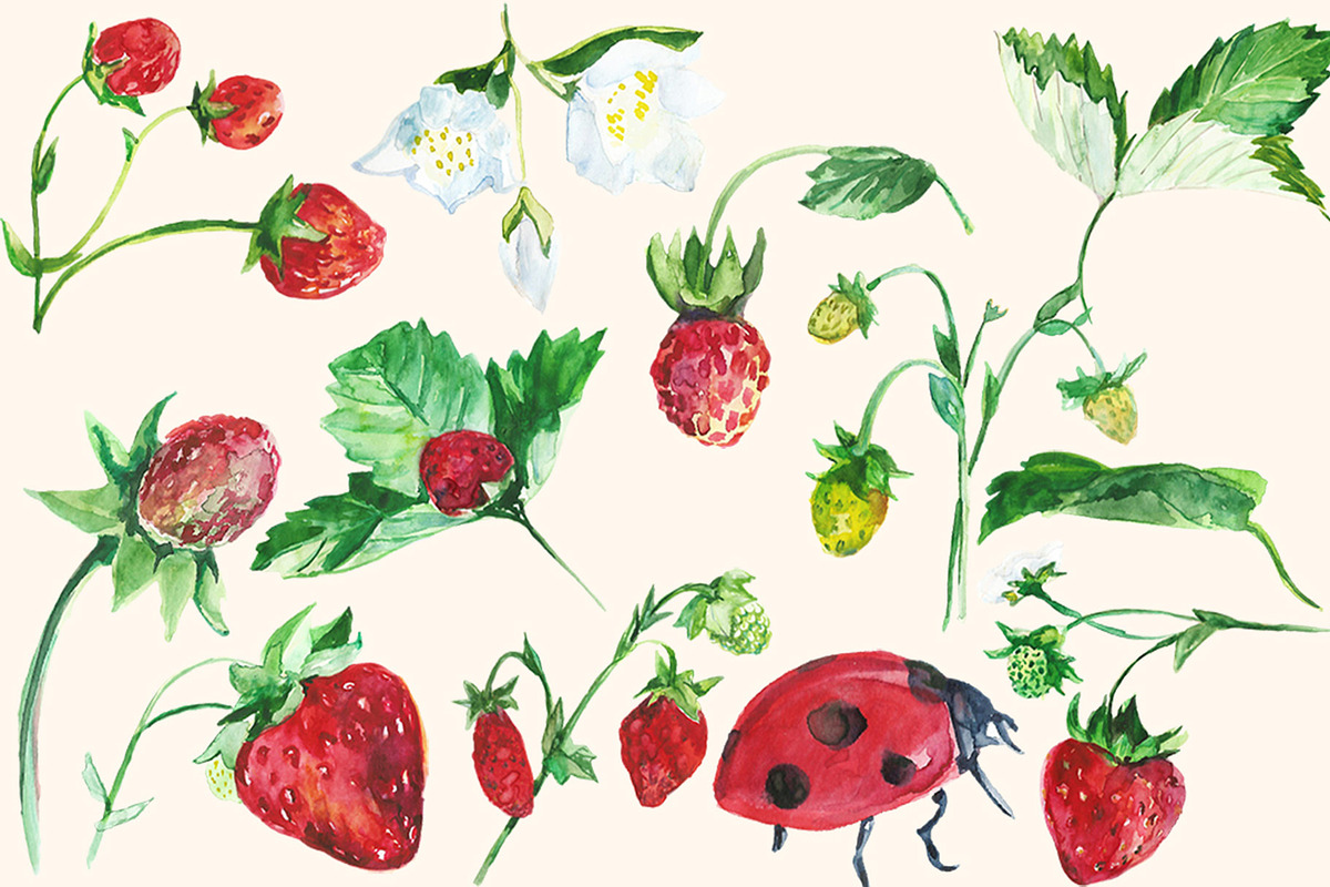 Watercolor Strawberry Clip art, a Food Illustration by DollyPotterson (Photo 4 of 8)
