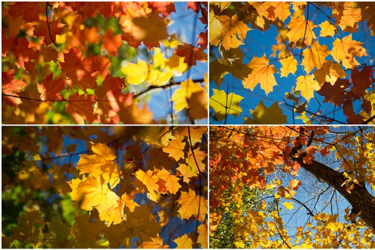 Autumn Photoset 50 Images, a Templates & Theme by Magic Mint (Photo 3 of 3)