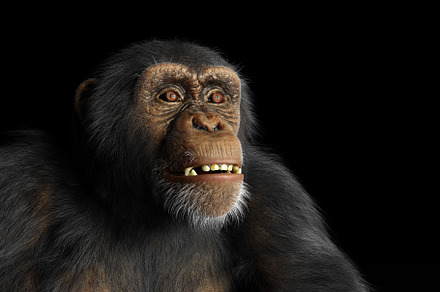 Chimpanzee monkey portrait on black, an Animal Photo by Photocreo Michal Bednarek