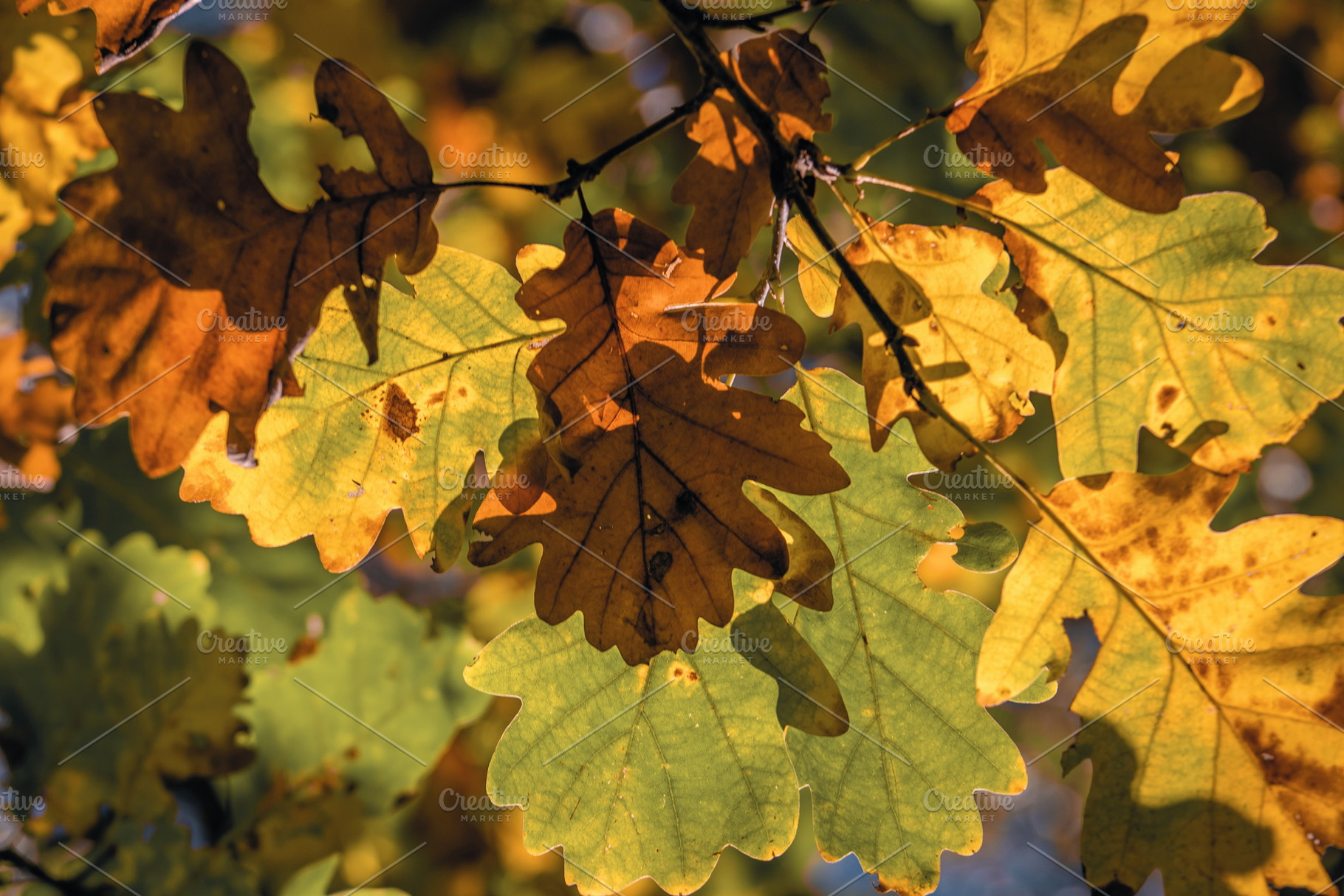 Leaf #4, a Nature Photo by jakub_kopecky