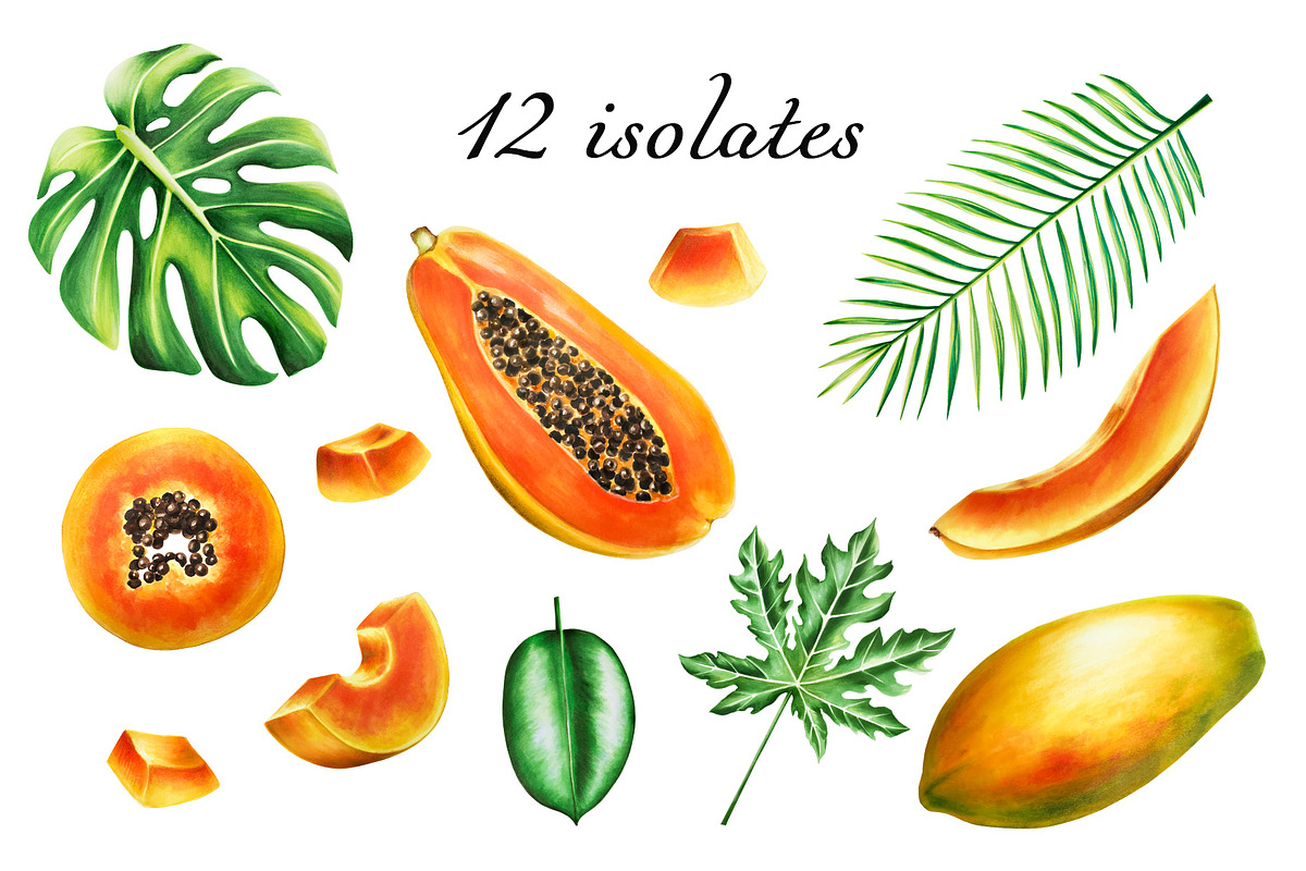Papaya clipart in botanical style, a Food Illustration by Navenzeles (Photo 2 of 12)