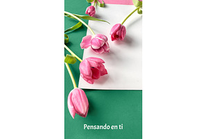 Pink tulips on green and white, a Photo by tilialucida