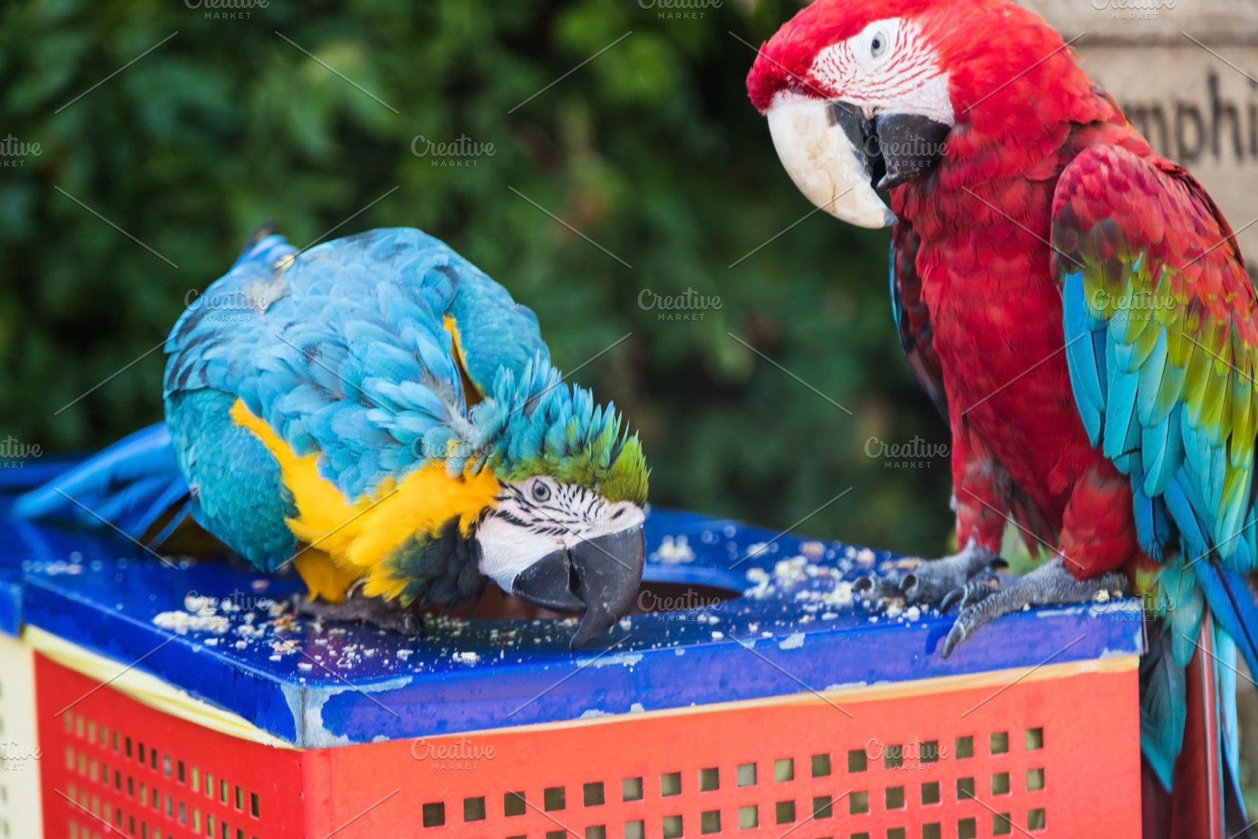 two macaw parrots eat food, an Animal Photo by TanaCh