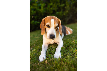 Close up of tri colour Beagle hound, an Animal Photo by MadPhotos