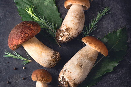 Porcini or boletus mushrooms