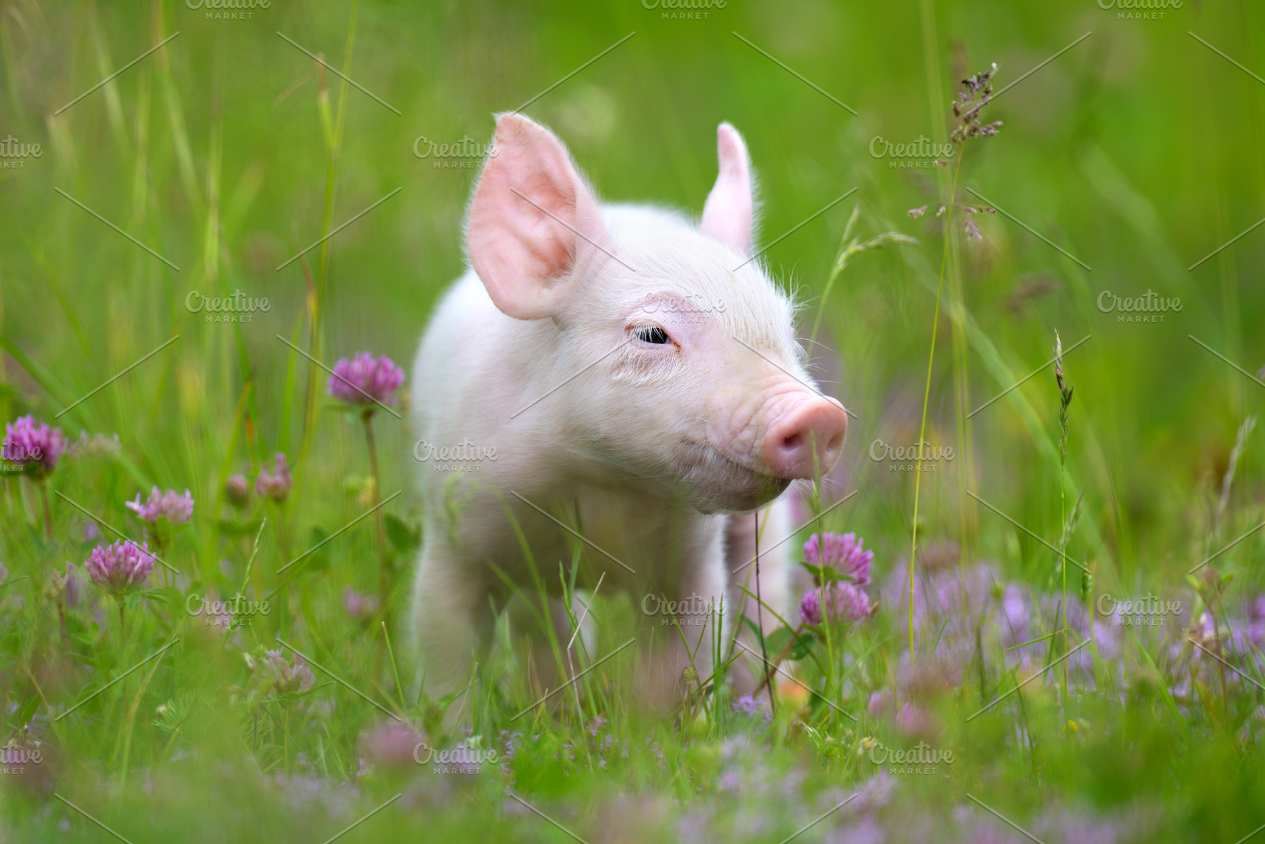 A young, pink piglet stands curiously amidst a field of lush gre, an Animal Photo by Byrdyak