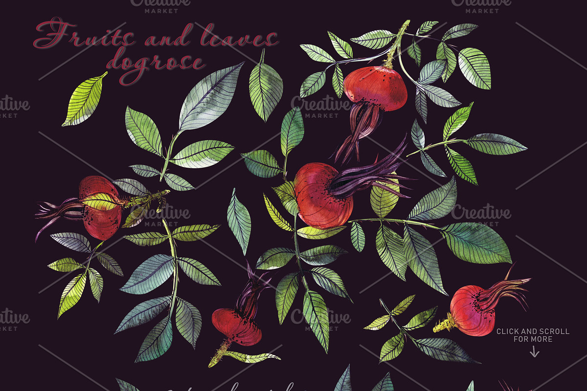 Fruits and leaves dogrose set & card, a Decorative Illustration by Art AleshkaK (Photo 2 of 3)