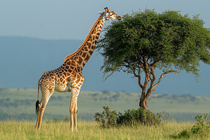Giraffe eating leaves from a tree in, an Animal Photo by Pixeness Studio