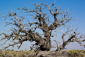 Gnarled Tree