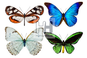 Watercolor Butterflies, 10 Png 2