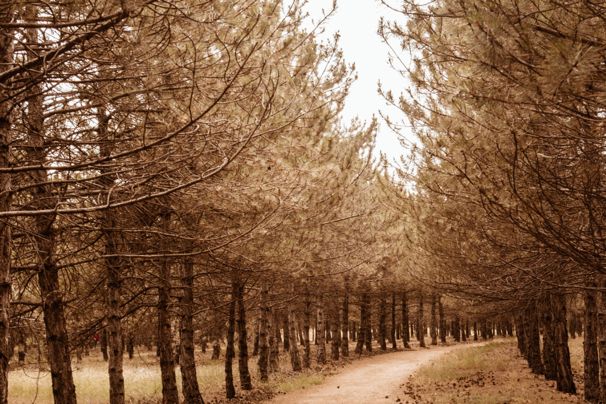 Signature Film Mobile Lr Preset, a Preset Add-On by Fltrr Lightroom Presets (Photo 16 of 20)