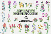 Australian Native Flowers, a Seasonal Illustration by FITALARTSNEDIGI (Thumbnail 1 of 6)