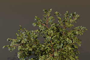 The Elderberry Bush, a Plants & Tree 3D Model by FuturePastCreatives