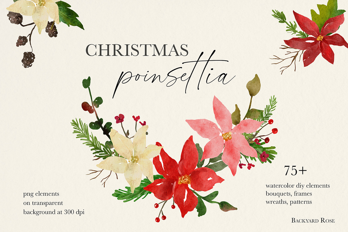 Watercolor Christmas Poinsettia, an Illustration by Backyard Rose (Photo 1 of 11)