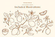 Hand Drawn Lemons, a Decorative Illustration by Neptune Paper Co. (Thumbnail 2 of 2)