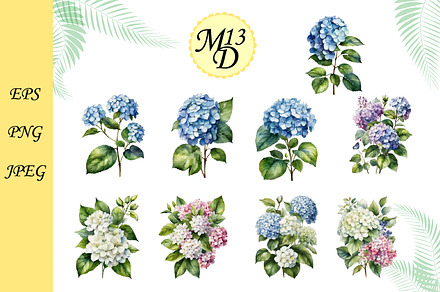 Set of 18 watercolor with hortensia
