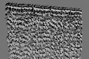 Wall of vines, an Environmental 3D Model by AndrewWhite (Thumbnail 3 of 5)