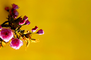 Cherry blossom branch with vivid pink flowers and buds highlight, a Nature Photo by Ales Munt