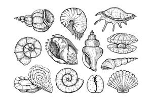 Seashells Design. Natural Logos