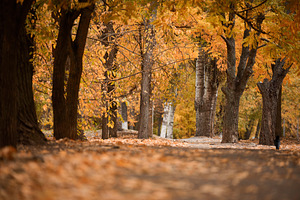 Empty path in the middle of autumn park with yellow maple leaves, a Nature Photo by ndanko