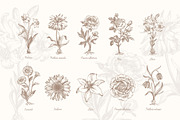 27 Vintage Botanical Illustrations, an Illustration by Anna Smirnova (Thumbnail 3 of 12)