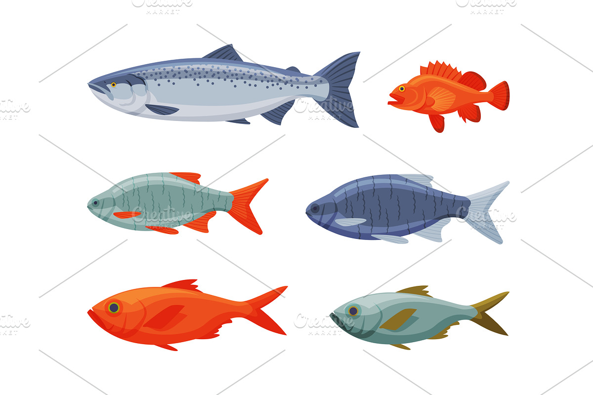 River or Freshwater Fish as Seafood, an Animal Illustration by TopVectors