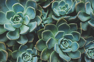 Rock Rose Succulent Closeup, a Nature Photo by René Jordaan Photography