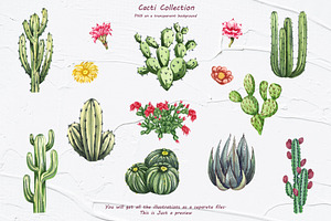 Cactus Watercolor Clipart. Succulent