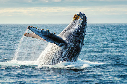 Majestic whale breaching the ocean s, a Background Photo by Pixeness