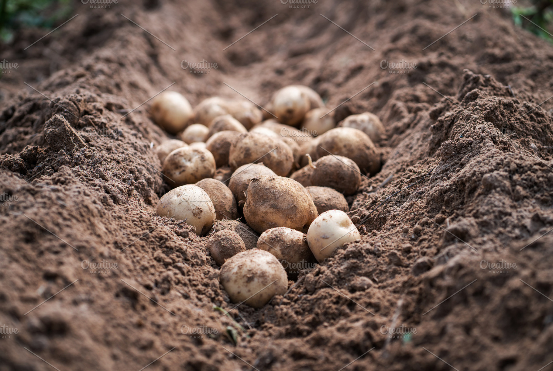 Potatoes in field., a Food & Drink Photo by Nednapa