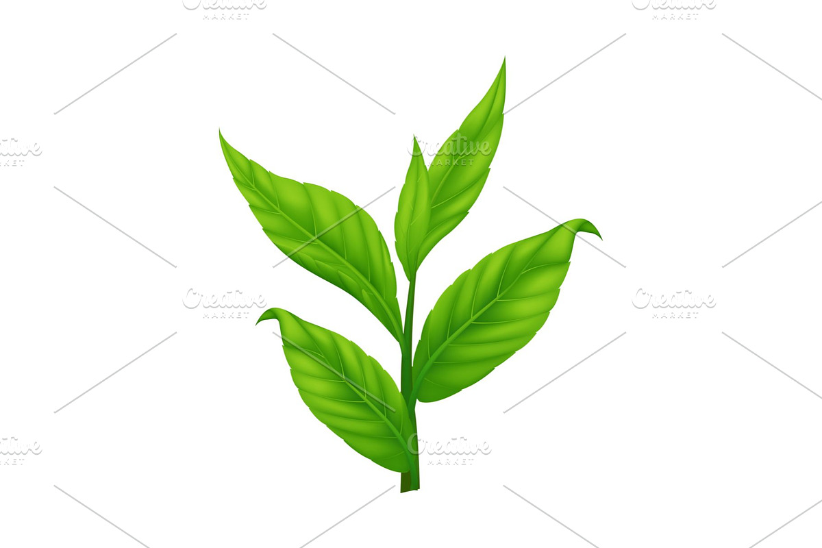 Green Tea Leaf With Water Splashes, a Food Illustration by Stellalunarts (Photo 4 of 4)