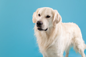 Portrait of healthy labrador dog looking aside at free space isolated over blue, a Photo by Prostock-Studio