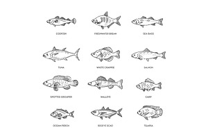 Vector set of fish, an Animal Illustration by Tettygreen