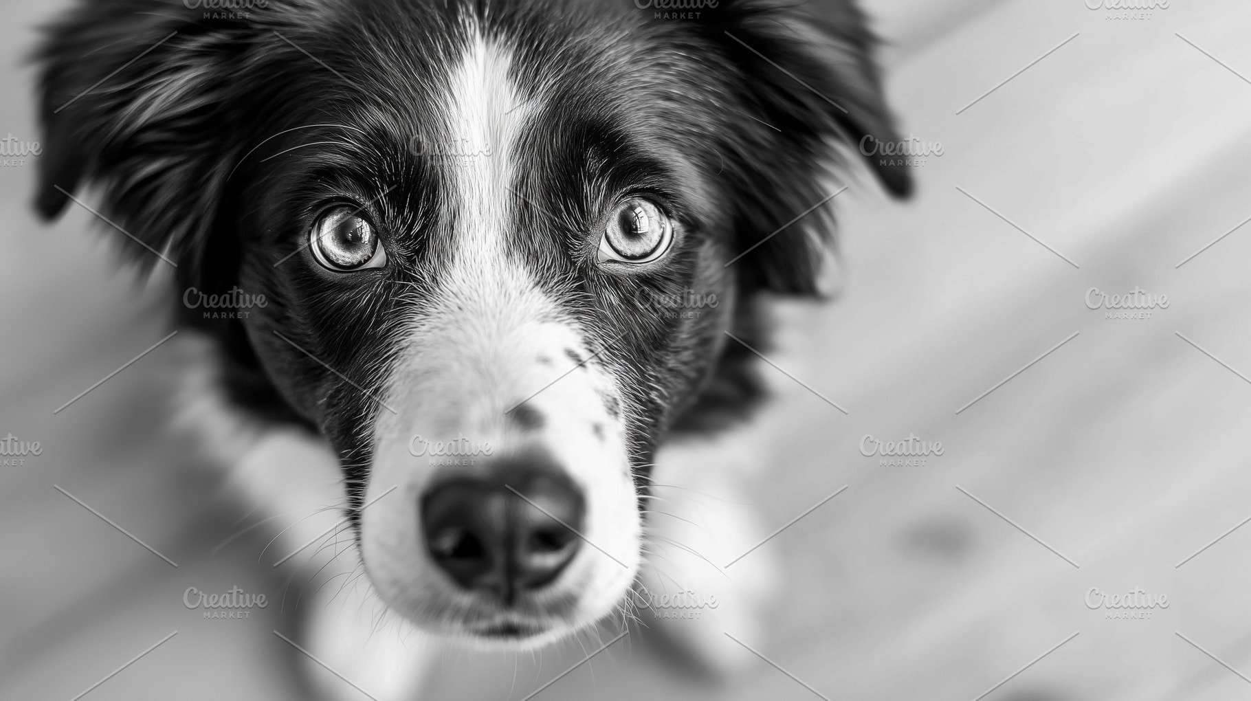 Black and white portrait of dog, an Animal Photo by MistyDay