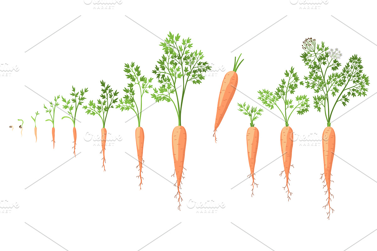 from seeds, sprout to mature taproot, a Food Illustration by the8monkey