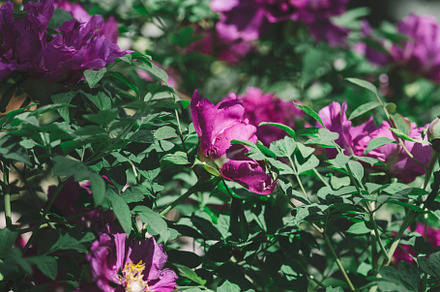 Lush purple peony flowers with vibrant yellow stamens, in full b, a Nature Photo by ndanko