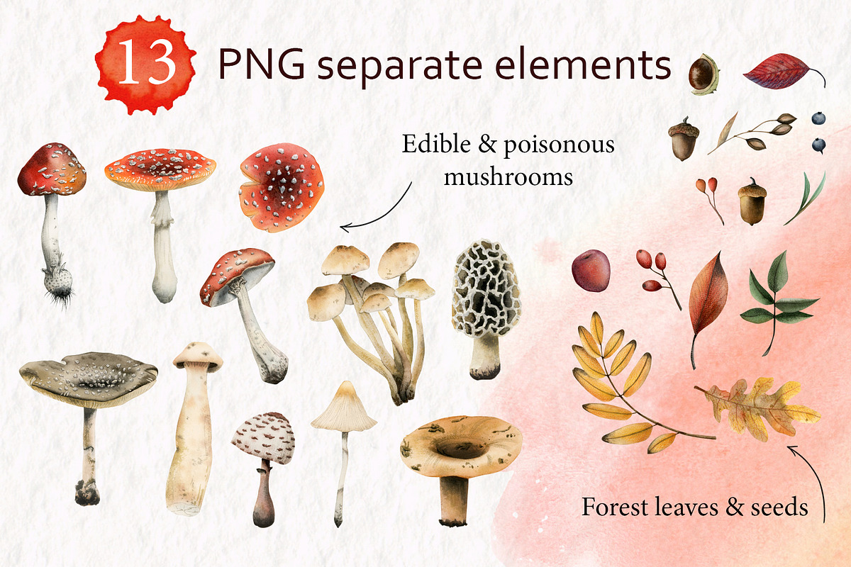 Forest Mushrooms: Edible & Poisonous, a Seasonal Illustration by Elena Malgina Clipart (Photo 2 of 13)