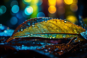 40 Rain in the forest, close up, a Background Photo by Design_Planet (Thumbnail 3 of 14)